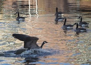 5th Jan 2022 - Canadian geese