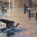 Canadian geese by jacqbb