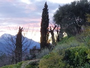 6th Jan 2022 - A Cypress Sunset