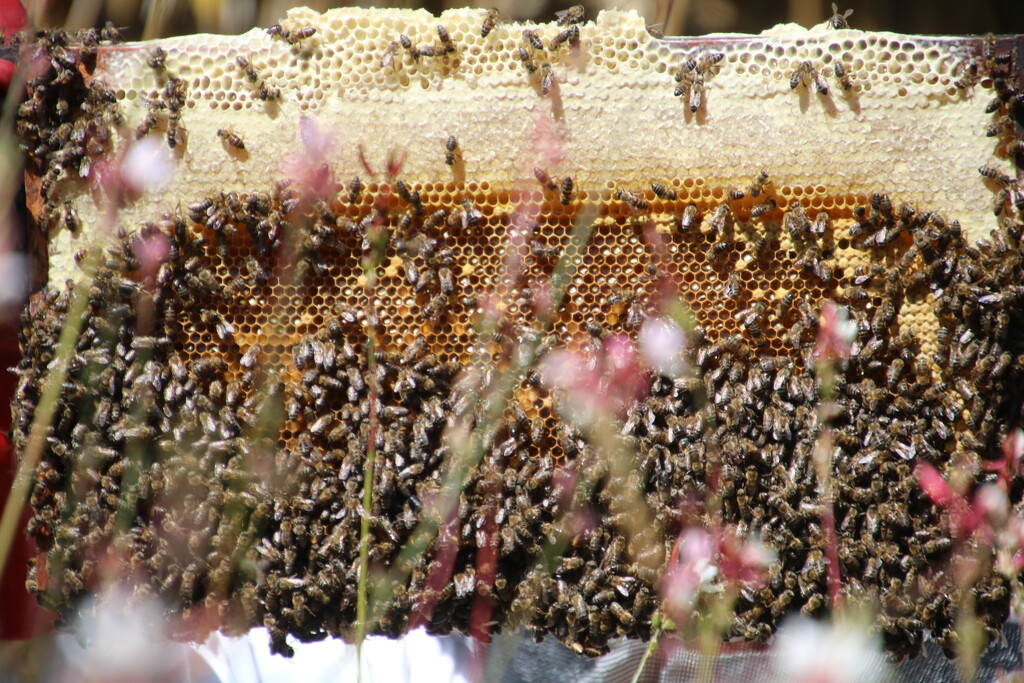 Bees at work by eleanor