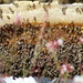 Bees at work by eleanor