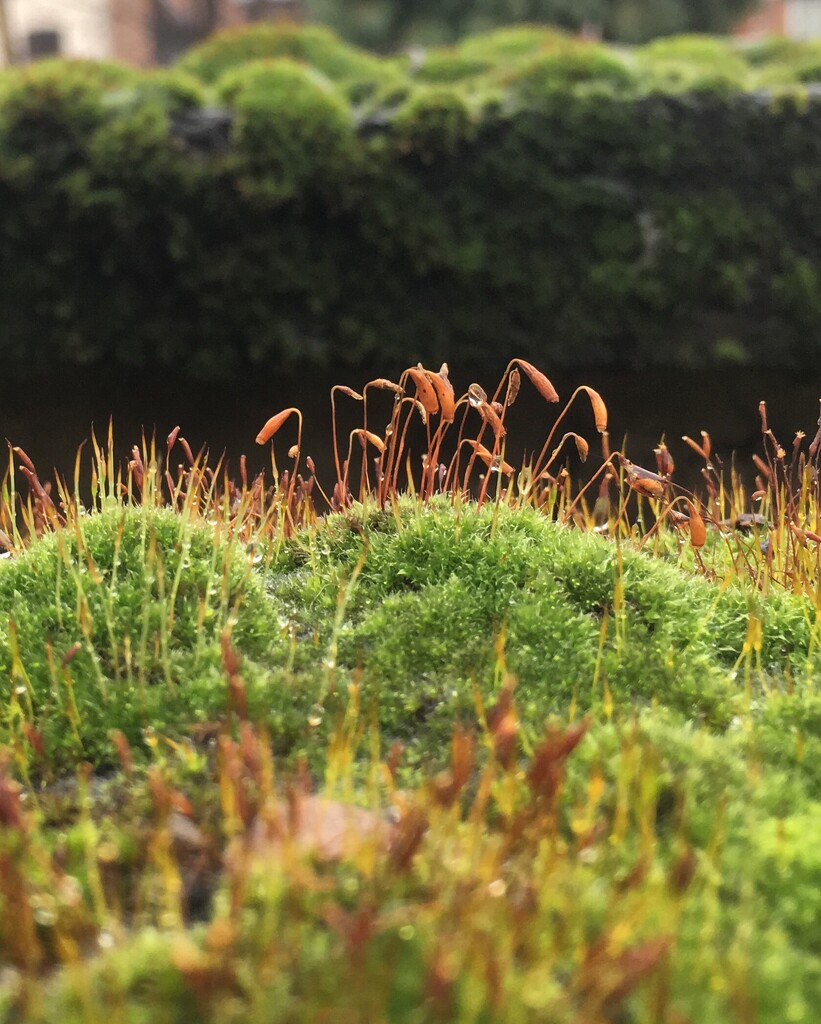 Mossy layers by pattyblue