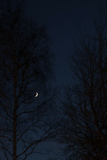 6th Jan 2022 - Moon on a tree