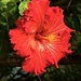 A Beautiful Hibiscus ~  by happysnaps