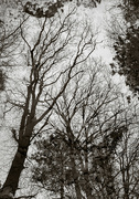 6th Jan 2022 - Winter trees...