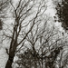 Winter trees... by vignouse