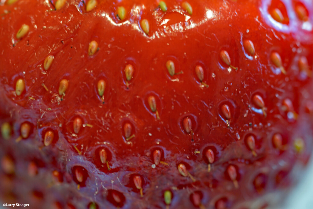 Strawberry seeds by larrysphotos
