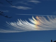 4th Jan 2022 - Angel Wing or Feather
