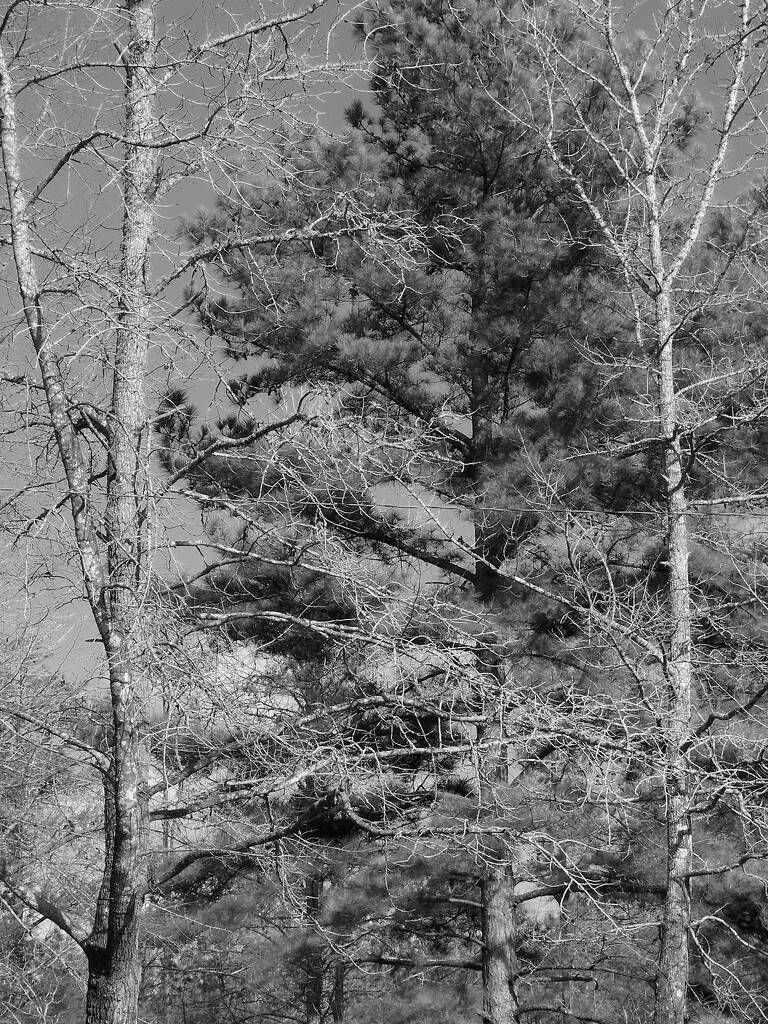 The loblolly pine... by marlboromaam