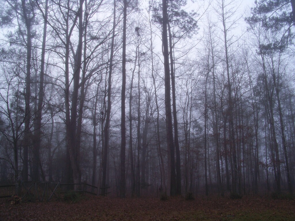 One fine foggy morning 6... by marlboromaam