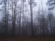 7th Jan 2022 - One fine foggy morning 6...