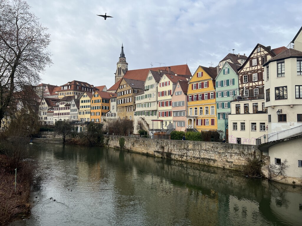 Bird soaring over Rottenburg by cawu