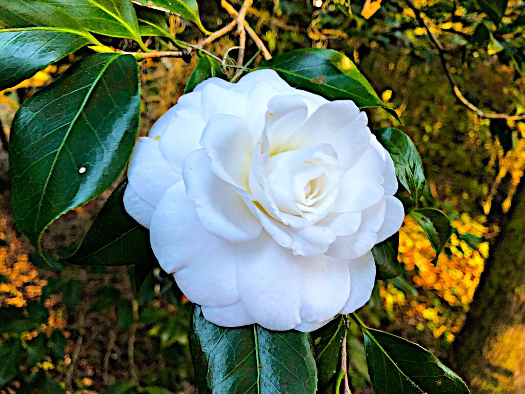 Camellias are about a month early with peak bloom due to all the unseasonably warm weather wr’ve had by congaree