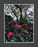 6th Jan 2022 - Camellias and live oak tree