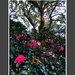 Camellias and live oak tree by congaree