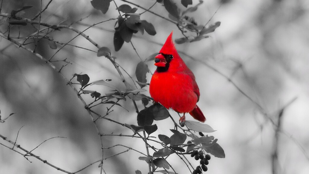 6-365 Cardinal by slaabs