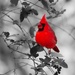 6-365 Cardinal by slaabs