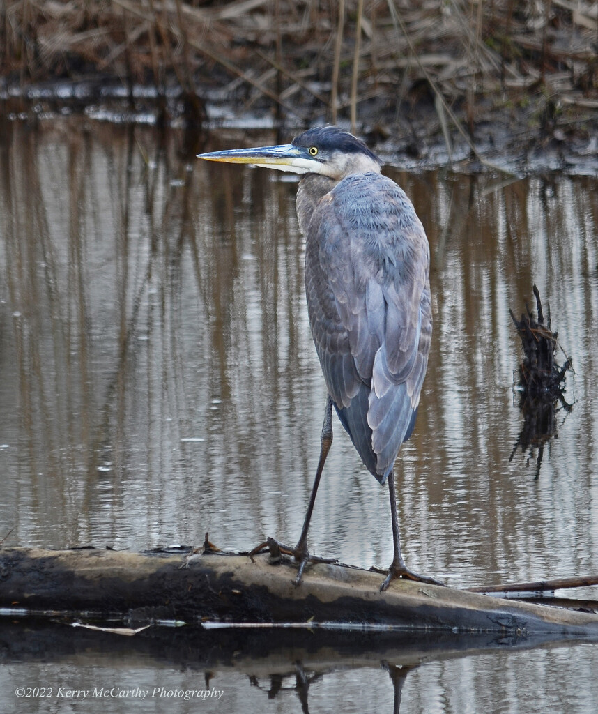 Camouflaged heron by mccarth1