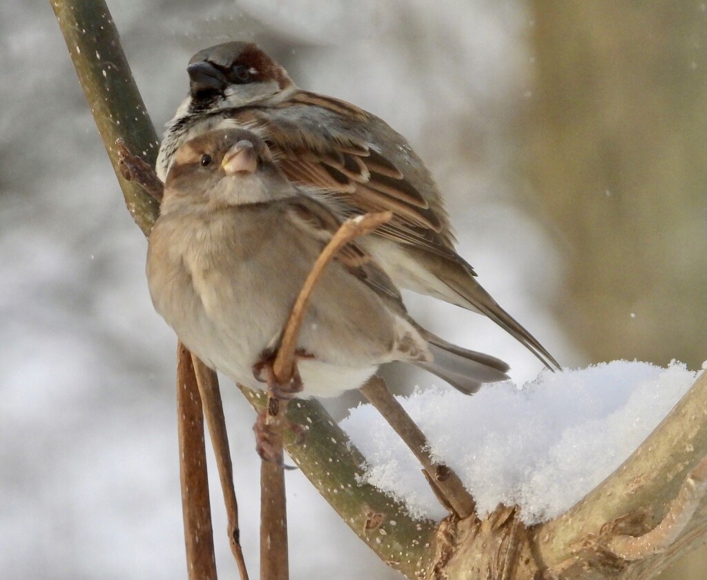 2sparrows by amyk