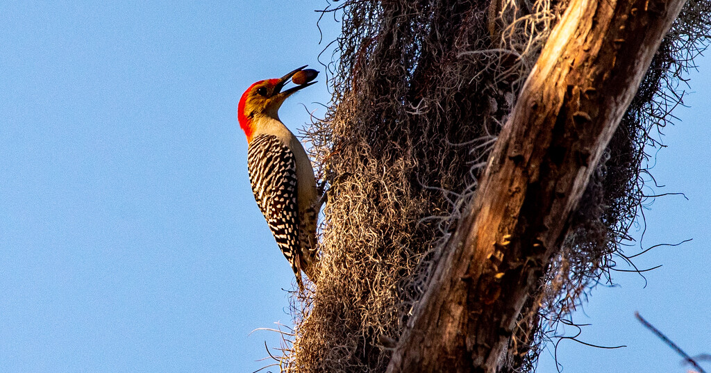 Red Bellied Woodpecker! by rickster549