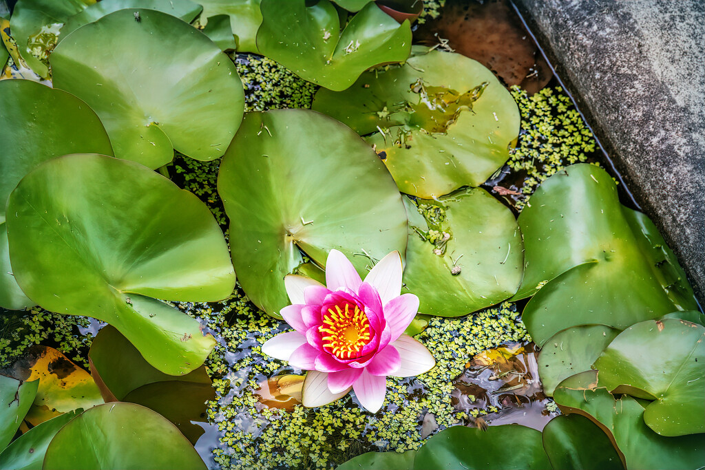Waterlily in a pond by ludwigsdiana