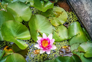 7th Jan 2022 - Waterlily in a pond