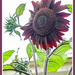 Mahogony Sunflower.. by julzmaioro