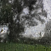 Distortion - Rainy day closeup by jeneurell