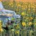 Sunflower Field by gq