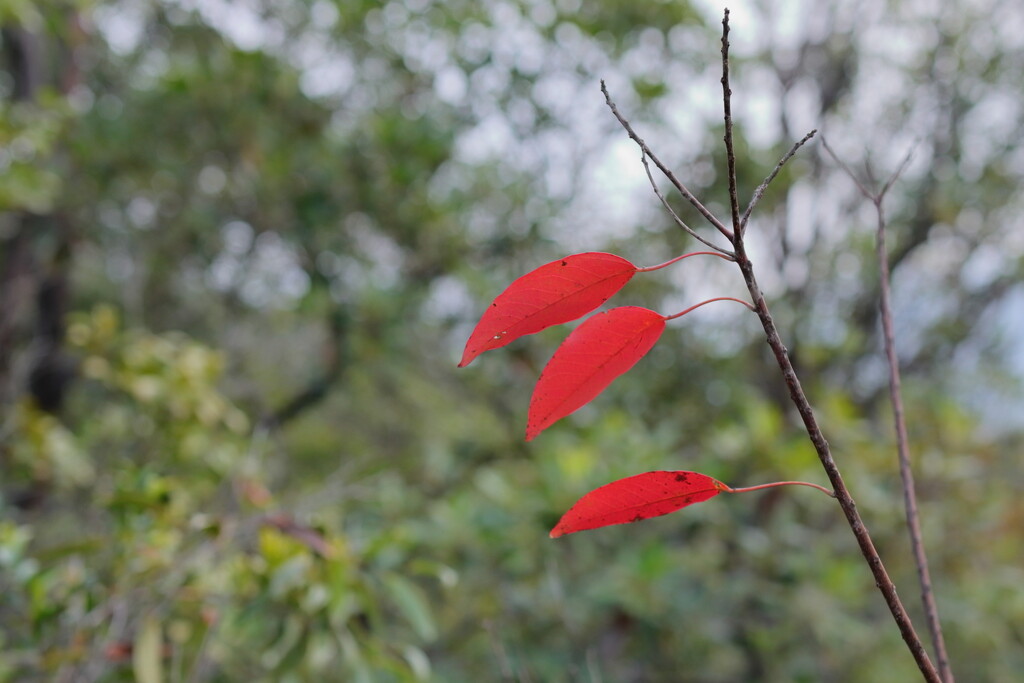 Three red leaves by wh2021
