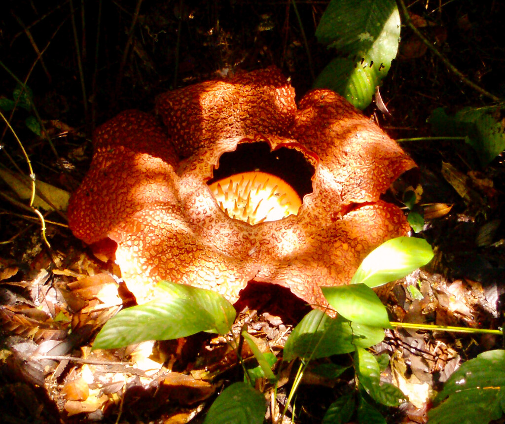 Rafflesia  by tinley23