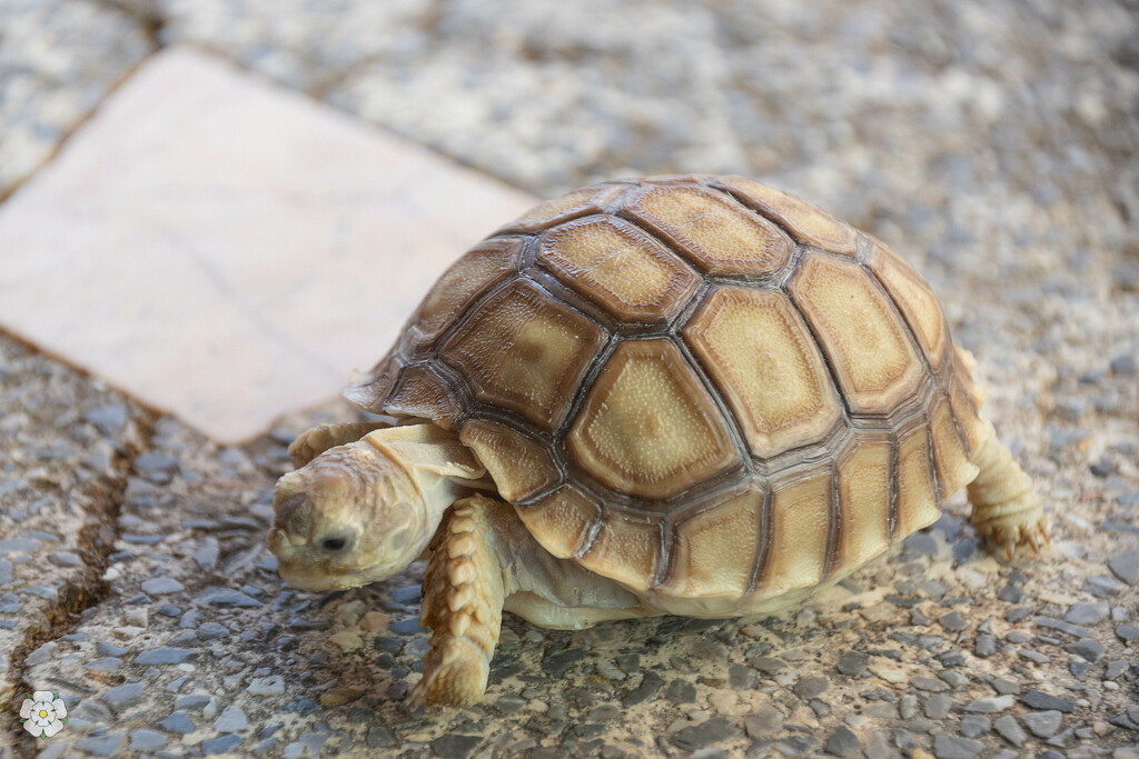 Baby tortoise - told about three months old by lumpiniman