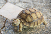 6th Jan 2022 - Baby tortoise - told about three months old