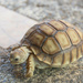 Baby tortoise - told about three months old by lumpiniman