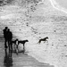Walking the dogs by etienne
