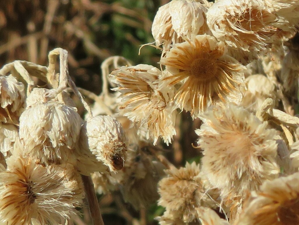 Last year's flower heads enjoying the sun by anitaw