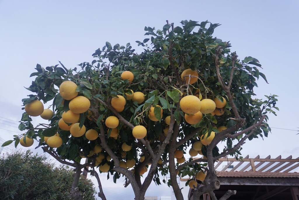 Grapefruits Galore by beverley365