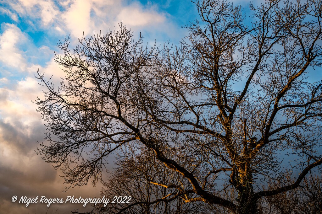 Tree in evening sun by nigelrogers