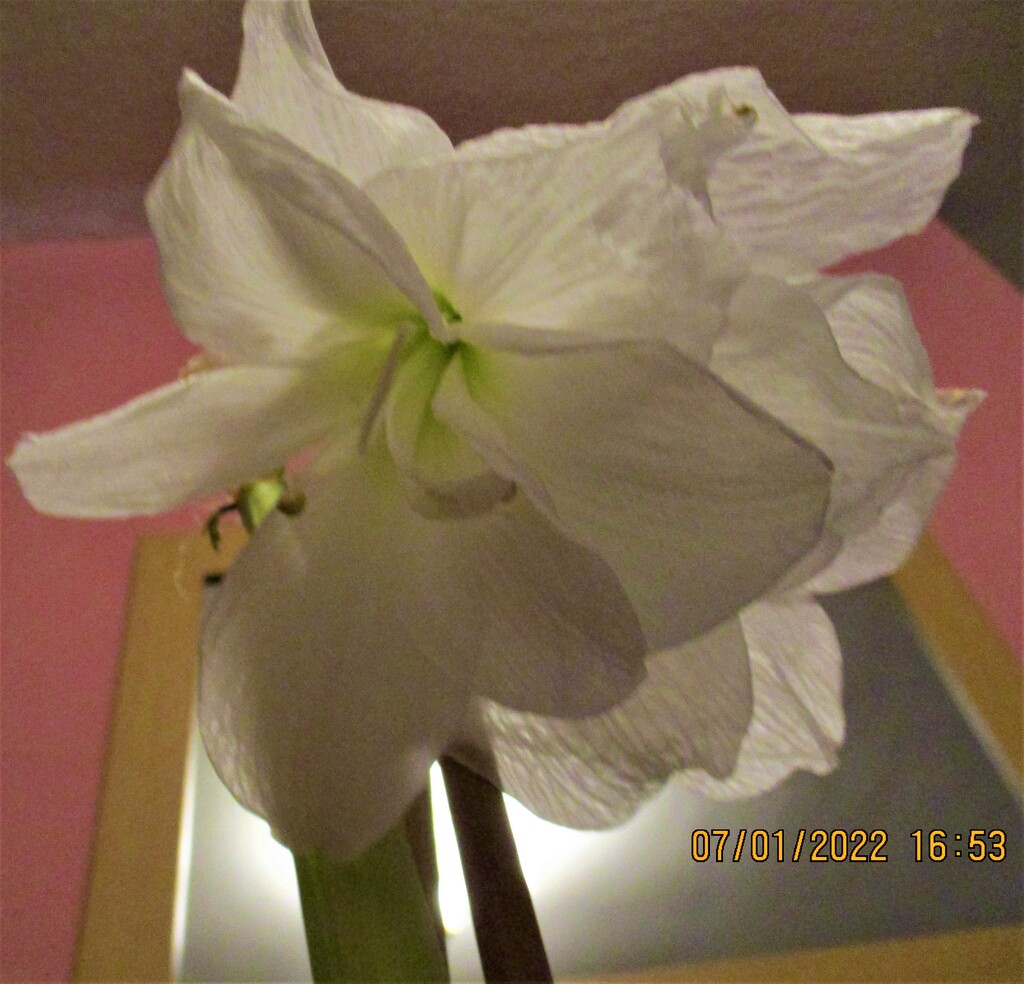 Our fifth Amaryllis flower. by grace55