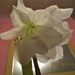 Our fifth Amaryllis flower. by grace55