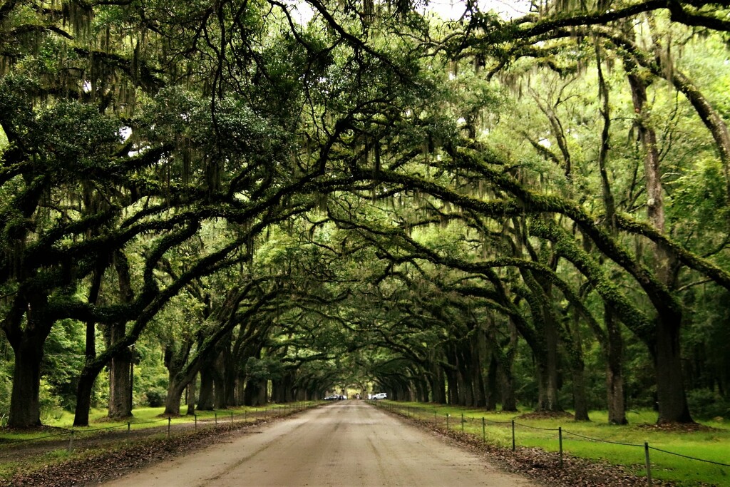 Tree Lined Road by randy23