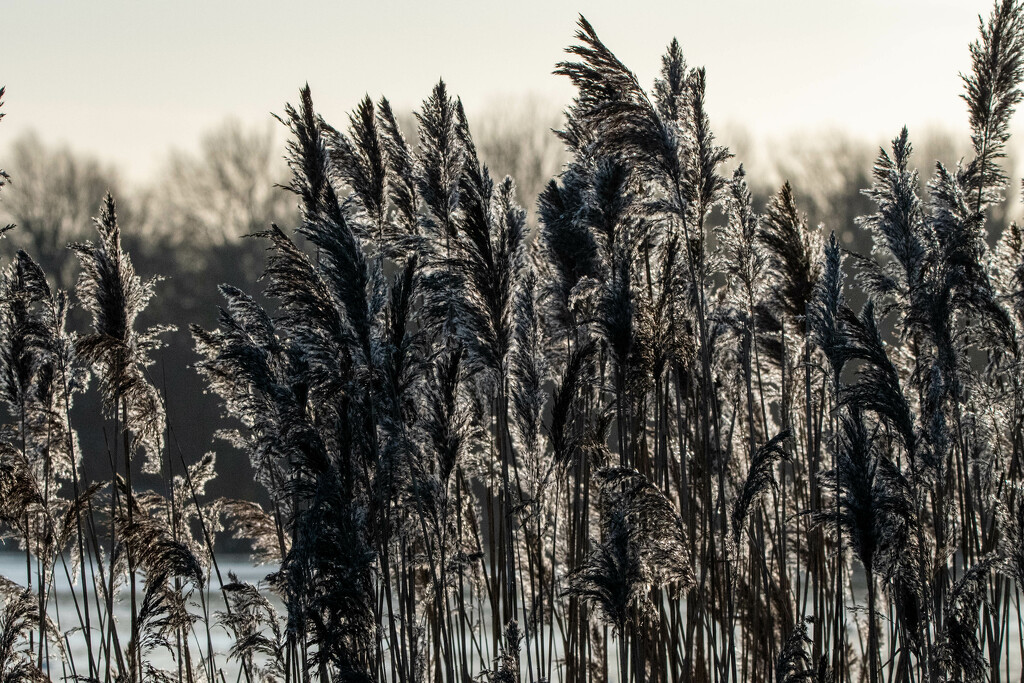 Backlit reeds by stevejacob