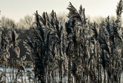 7th Jan 2022 - Backlit reeds