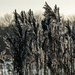 Backlit reeds by stevejacob