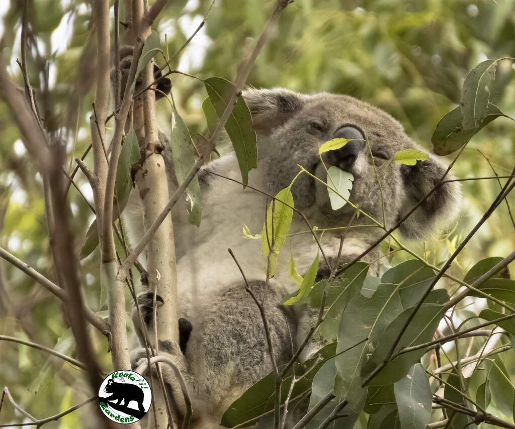 that's a mouthful by koalagardens