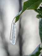 7th Jan 2022 - A little icicle 