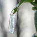 A little icicle  by haskar