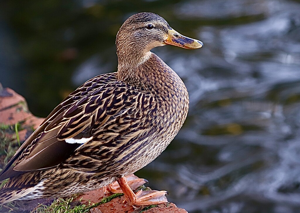 Duck by carole_sandford