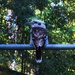 Kookaburra Sitting On A Gate ~  by happysnaps