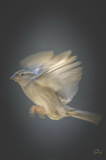 4th Jan 2022 - Sparrow in Flight